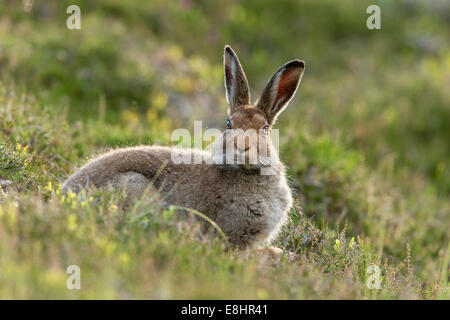 Schneehase (Lepus Timidus) auf Heidekraut Moorland im Sommer. Stockfoto