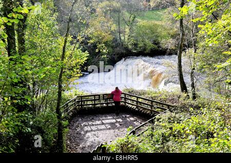 Asygarth Falls Yorkshire Dales U.K. Stockfoto