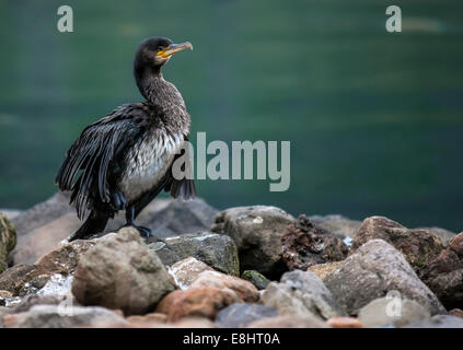 Kormoran (Phalacrocorax Carbo) wartet Angeln im Hafen von Seydisfjordur in Island Stockfoto