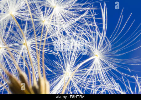 Weißen Löwenzahn Kopf auf lebendige blauen Himmel Stockfoto