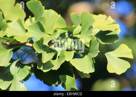 Ginkgo Biloba Blätter Stockfoto