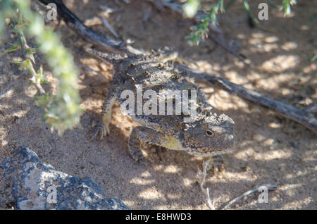 Hernandez Short-gehörnte Eidechse, (Phrynosoma Hernandesi Hernandesi), Vulkane Day Use Area, Petroglyph National Monument, N.M. Stockfoto