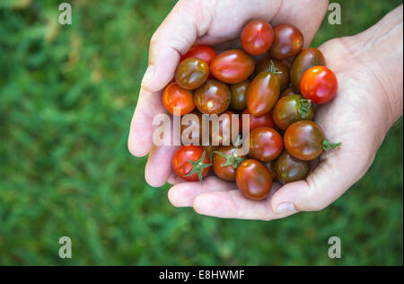 Einheimische nahm Kirschtomaten, gezeigt rechts, gegen Rasen in der Hand gehalten Stockfoto