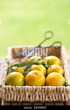 Gartentisch mit Clementinen in Korb mit Vintage Scheren Stockfoto