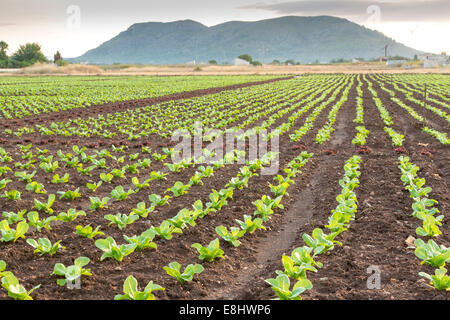 junge rote und grüne Salate wachsen im Feld, Es Pla schlicht, Mallorca, Spanien, August. Stockfoto