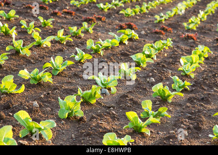 junge rote und grüne Salate wachsen im Feld Es Pla schlicht, Mallorca, Spanien, August, Stockfoto