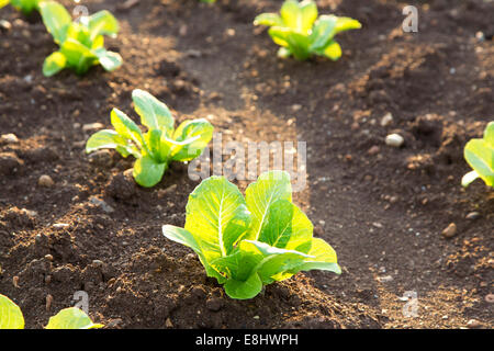 Nahaufnahme eines jungen Salat wächst im Bereich Es Pla schlicht, Mallorca, Spanien, August, Stockfoto