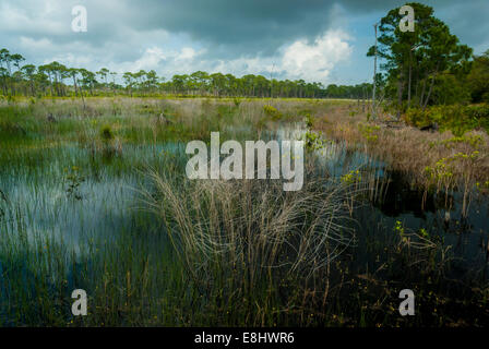 Blick über die Süßwasserfeuchtgebiete entlang der Centennial Trail in Bon Secour National Wildlife Refuge in der Nähe von Gulf Shores, Alabama Stockfoto