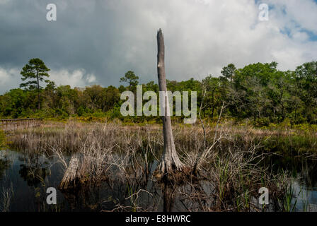 Blick entlang der Centennial Trail in Bon Secour National Wildlife Refuge in der Nähe von Alabama Gulf Shores, entlang der Golfküste von Alabama Stockfoto