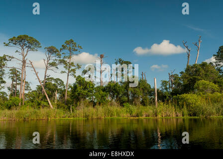 Kajakfahren im kleinen See im Gulf State Park in Gulf Shores, Alabama, entlang der Golfküste von Alabama. Stockfoto