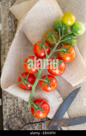 rote und grüne Tomaten an Rebstöcken mit Schere, gegen Holz und Sack Tuch Stockfoto
