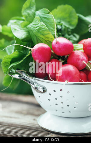 Frische raddish in einer Schale in einem Garten Stockfoto