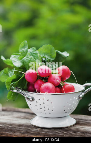 Frische raddish in einer Schale in einem Garten Stockfoto