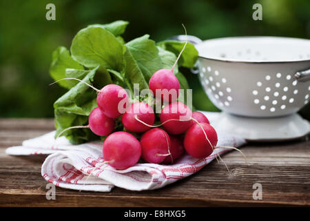 Frische raddish auf einem Handtuch in einem Garten Stockfoto