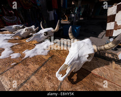 Schädel, Shop in der Innenstadt von Santa Fe, New Mexico zu lenken. Stockfoto