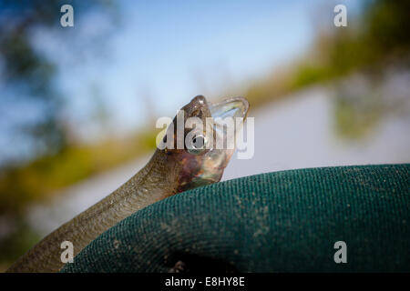Roch (Osmeridae), auch lokal als Silveries oder Cucumberfish bekannt