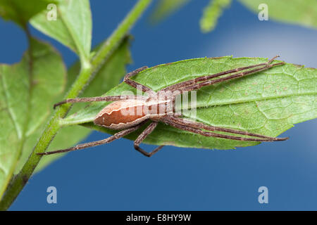 Eine Baumschule Web Spider (Pisaurina Mira) klammert sich an der Unterseite eines Blattes. Stockfoto