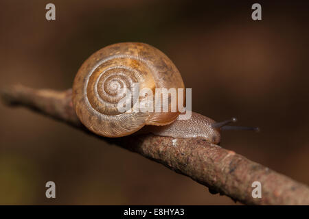 Queen-Krater Schnecke (Appalachina Chilhoweensis), Great Smoky Mountains National Park Stockfoto