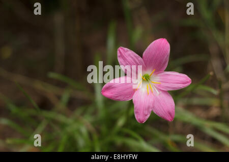 Zephyranthes Stockfoto