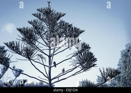 Zwei Vögel auf Baum - Stadt Port Said. Nördlich von Ägypten. Stockfoto