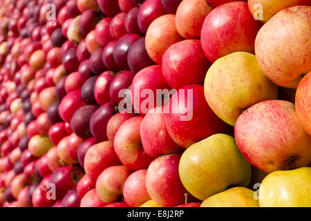 Stock Foto von einer großen Menge von Äpfeln in gemischten Farben, in Reihen angeordnet. Stockfoto