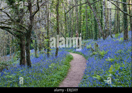 Geschnitzte Pilze stehen zwischen Blauflächen, die im Frühling blühen, auf dem Gelände des Trevarno Estate, Helston, Cornwall (jetzt für die Öffentlichkeit geschlossen) Stockfoto