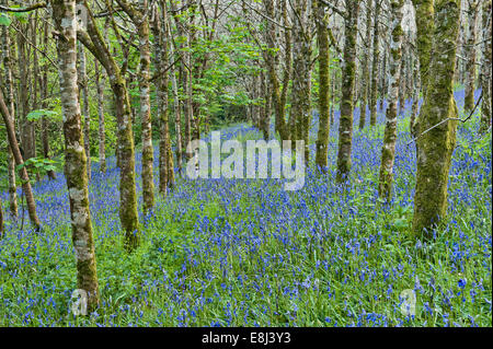 Silberne Birken stehen zwischen Blauflächen, die im Frühling blühen, auf dem Gelände des Trevarno Estate, Helston, Cornwall (jetzt für die Öffentlichkeit geschlossen) Stockfoto