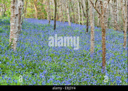 Silberne Birken stehen zwischen Blauflächen, die im Frühling blühen, auf dem Gelände des Trevarno Estate, Helston, Cornwall (jetzt für die Öffentlichkeit geschlossen) Stockfoto