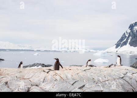 Gentoo Penguin Rookery Stand Island, Antarktis Stockfoto