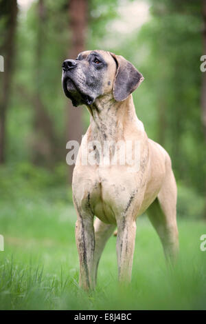 Deutsche Dogge gelb gestromt, stehend Stockfoto