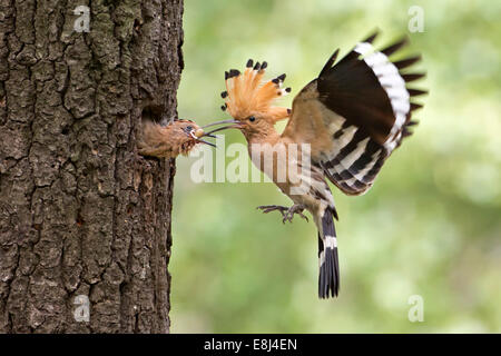 Wiedehopf (Upupa Epops), jungen mit Eidechse füttert, Eiern, Sachsen, Deutschland Stockfoto