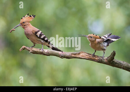 Wiedehopf (Upupa Epops), paar, Fütterung in der Paarungszeit, Sachsen, Deutschland Stockfoto