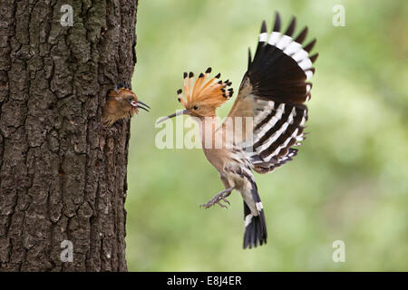Wiedehopf (Upupa Epops), füttern die jungen, Sachsen, Deutschland Stockfoto