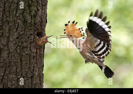 Wiedehopf (Upupa Epops), jungen mit Eidechse füttert, Eiern, Sachsen, Deutschland Stockfoto
