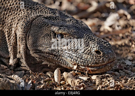Komodo-Waran (Varanus Komodoensis), kleinen Sunda-Inseln Komodo National Park, UNESCO-Weltkulturerbe, Komodo Insel Stockfoto