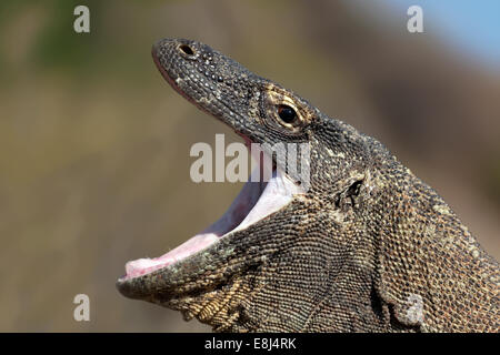 Komodo-Waran (Varanus Komodoensis), Gähnen mit weit offenem Mund Komodo National Park, UNESCO-Weltkulturerbe Stockfoto