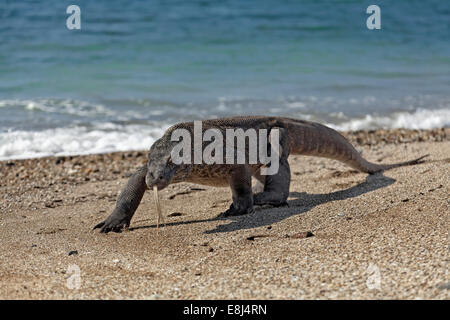 Komodo-Waran (Varanus Komodoensis) laufen am Strand, Insel Komodo National Park, UNESCO-Weltkulturerbe, Komodo Stockfoto