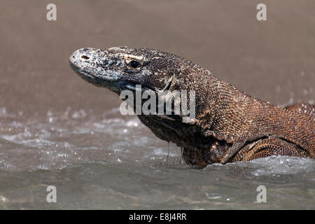 Komodo-Waran (Varanus Komodoensis), im Meer, Komodo National Park, UNESCO-Weltkulturerbe, Komodo Island Stockfoto