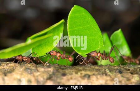 Arbeiter der Blattschneiderameisen (Atta Cephalotes) tragen Blattstücke in ihrem Nest, Tambopata Nature Reserve Stockfoto