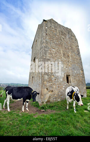 Milchkühe mit tracking-Geräte durch den sechzehnten Jahrhundert Taubenschlag über Somerset Dorf von Bruton UK Stockfoto