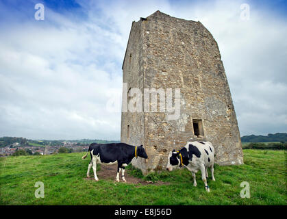 Milchkühe mit tracking-Geräte durch den sechzehnten Jahrhundert Taubenschlag über Somerset Dorf von Bruton UK Stockfoto