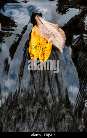 Herbstblätter, die in einem fließenden Fluss gefangen sind, Großbritannien Stockfoto
