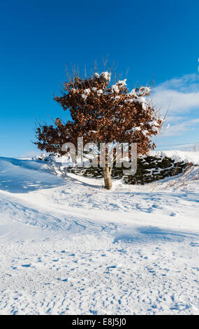 Winter in Radnorshire, Wales, Großbritannien – ein kleiner einsamer Buchenbaum (fagus) überlebt hoch oben in den walisischen Hügeln Stockfoto