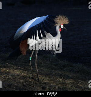 Grey gekrönter Kran (Balearica Regulorum) Flügel in Balz Ritual ausbreitet Stockfoto