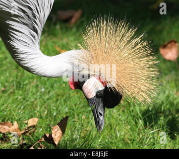 Porträt einer Grau gekrönter Kran (Balearica Regulorum), sehr detaillierte Nahaufnahme des Kopfes einen goldenen Kamm während der Nahrungssuche Stockfoto