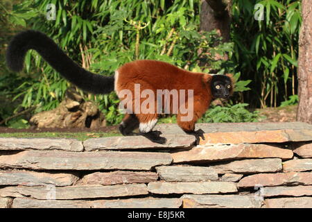 Nahaufnahme von reifen roten Ruffed Lemuren ((Variegata) Varecia Rubra) Stockfoto