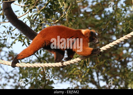 Eine Reife rote Ruffed Lemur ((Variegata) Varecia Rubra) Kreuzung zwischen Bäumen mit einem Seil in einem Zoo in Nahaufnahme Stockfoto