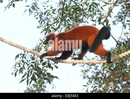 Nahaufnahme einer Reife rote Ruffed Lemur ((Variegata) Varecia Rubra) Kreuzung zwischen Bäumen mit einem Seil im Avifauna zoo Stockfoto