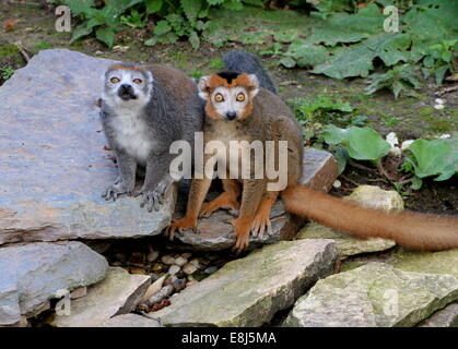 Die braunen männlichen und grauen weibliche gekrönte Lemur (Eulemur Coronatus) in Nahaufnahme Stockfoto