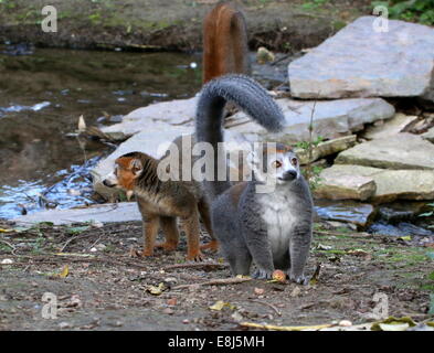 Die braunen männlichen und grauen weibliche gekrönte Lemur (Eulemur Coronatus) in Nahaufnahme Stockfoto